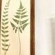Planche botanique 1900, ed anglaise, mise sous verre