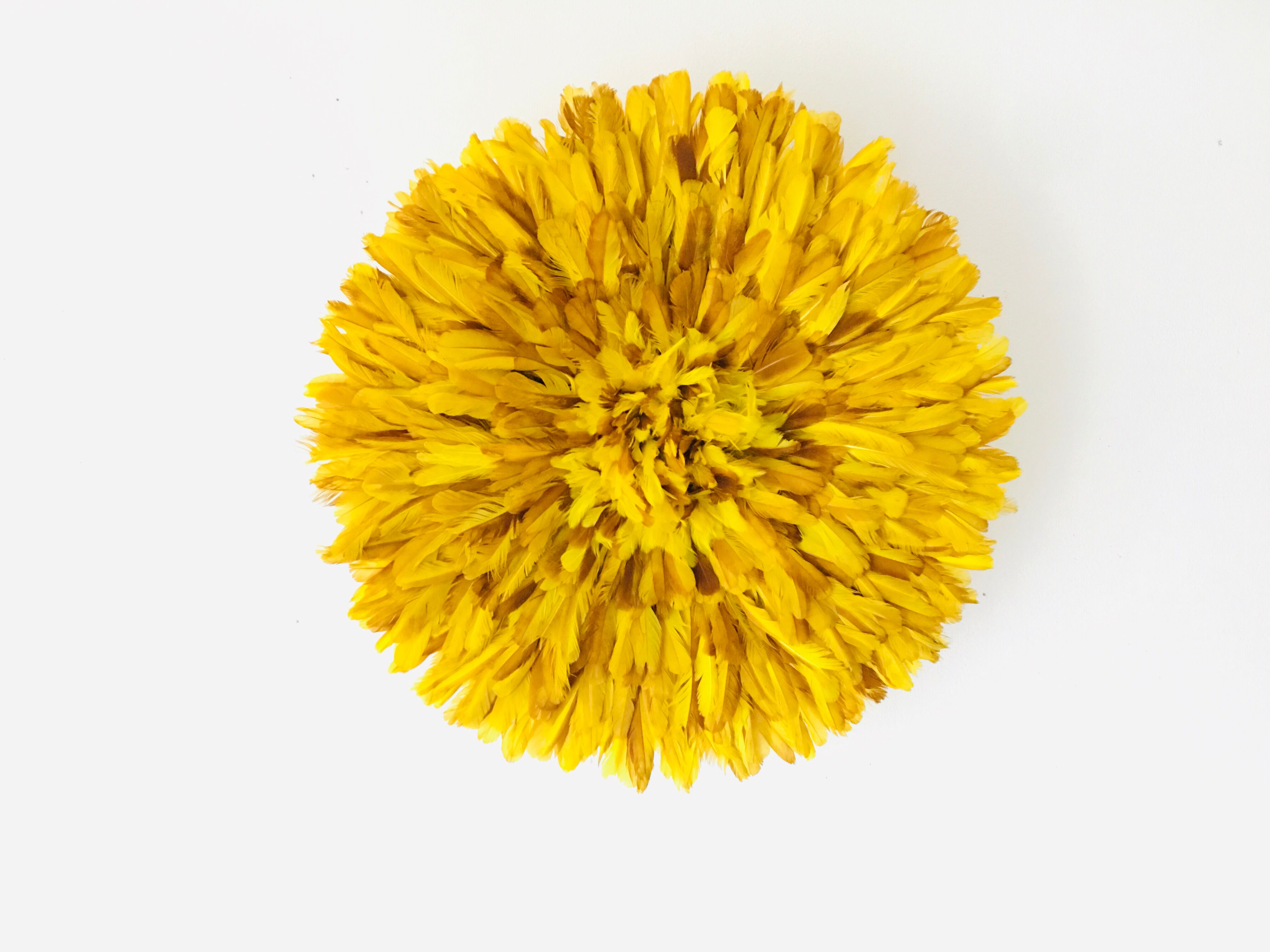 Yellow Jujuhat 55 cm