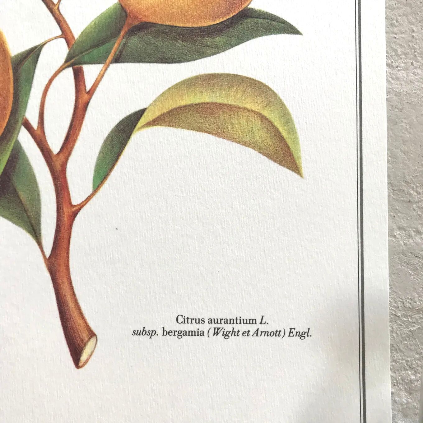 Botanical plank the bergamot