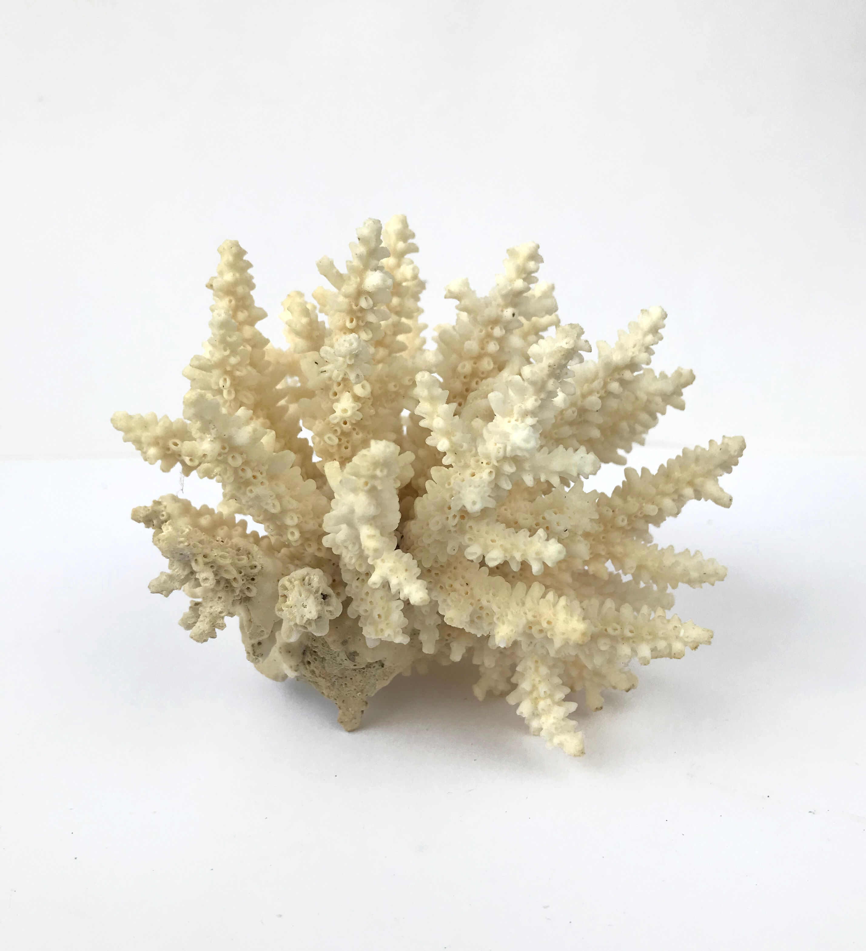 Ancient pacific coral