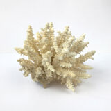 Ancient pacific coral
