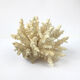 Ancient pacific coral