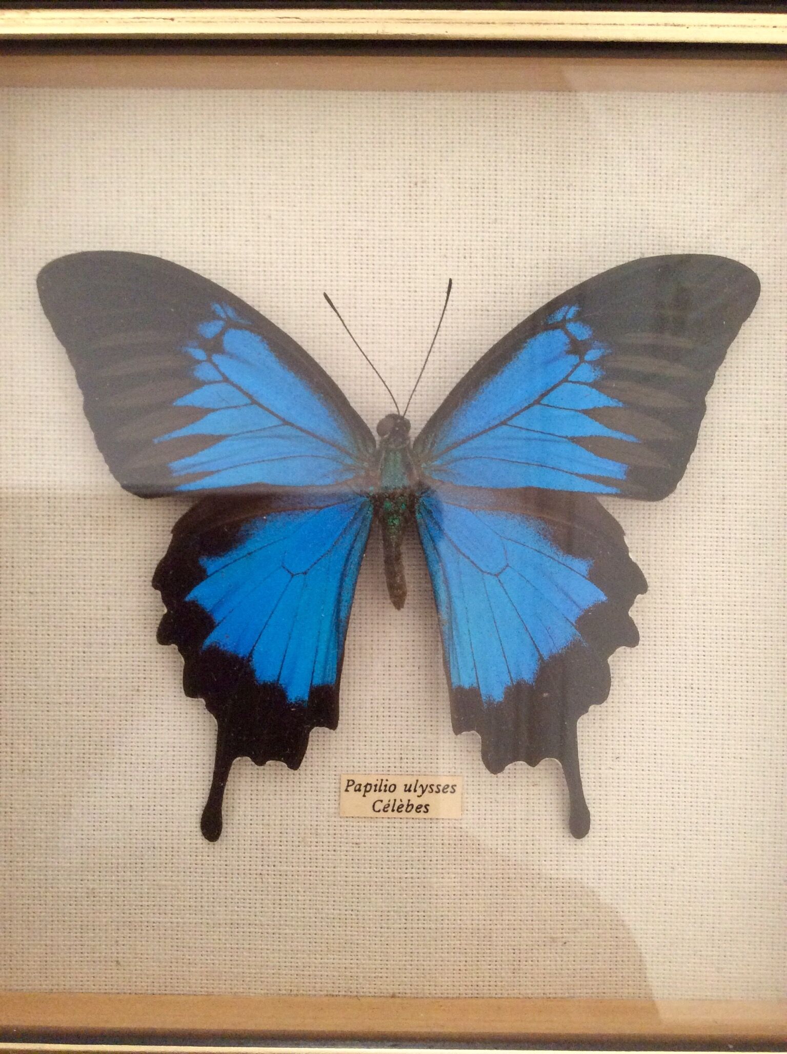 Frame butterfly "papilio ulysses celebes.
