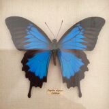 Frame butterfly "papilio ulysses celebes.