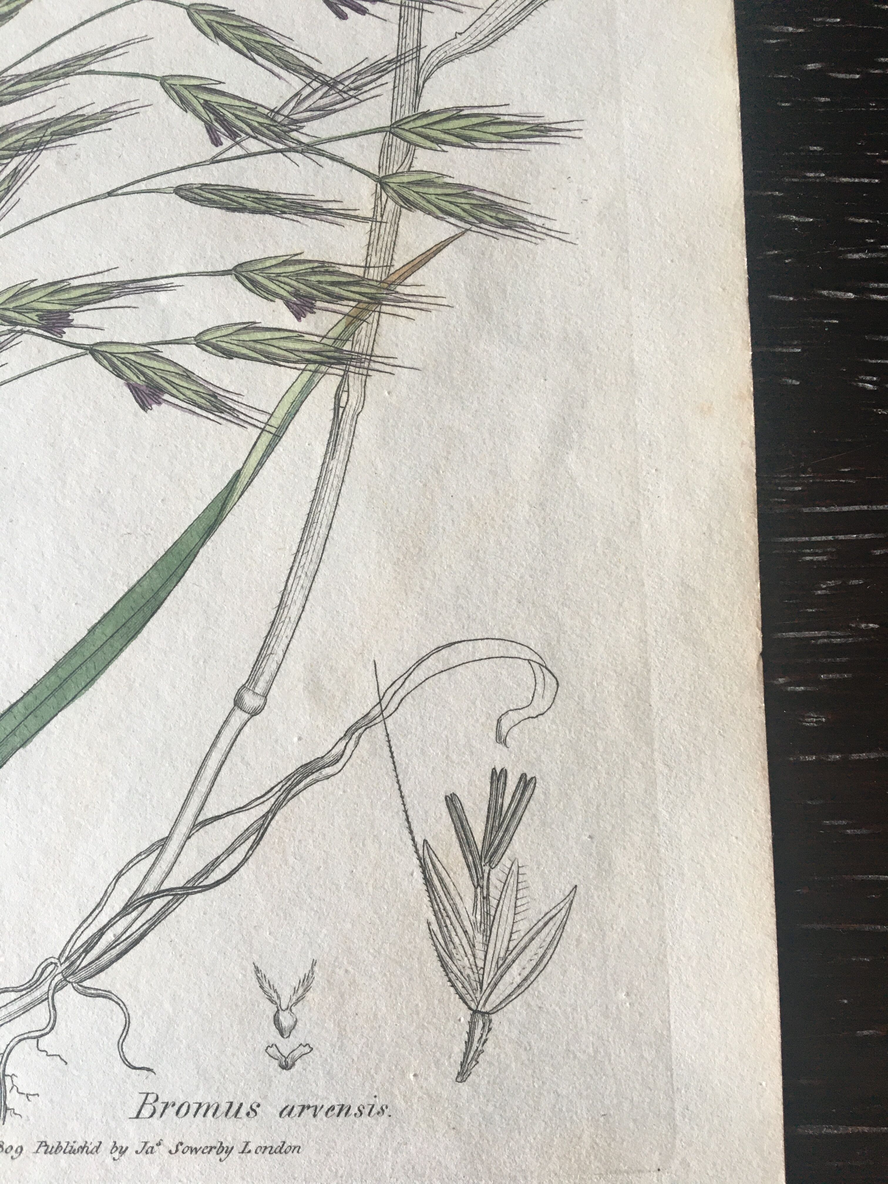 Planche herbier, Ed Londres, 1809