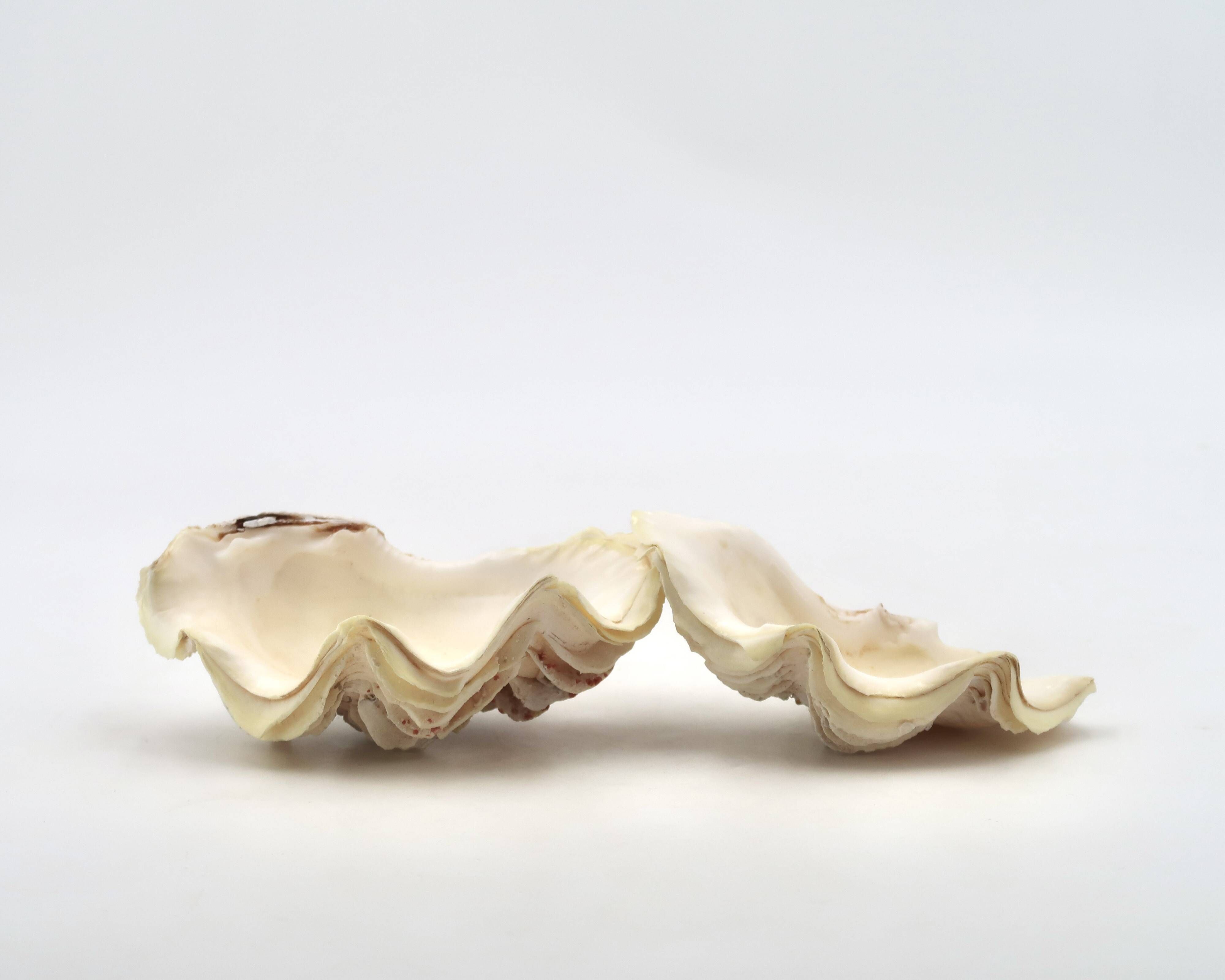 Natural white shell vide poche, 1970s.