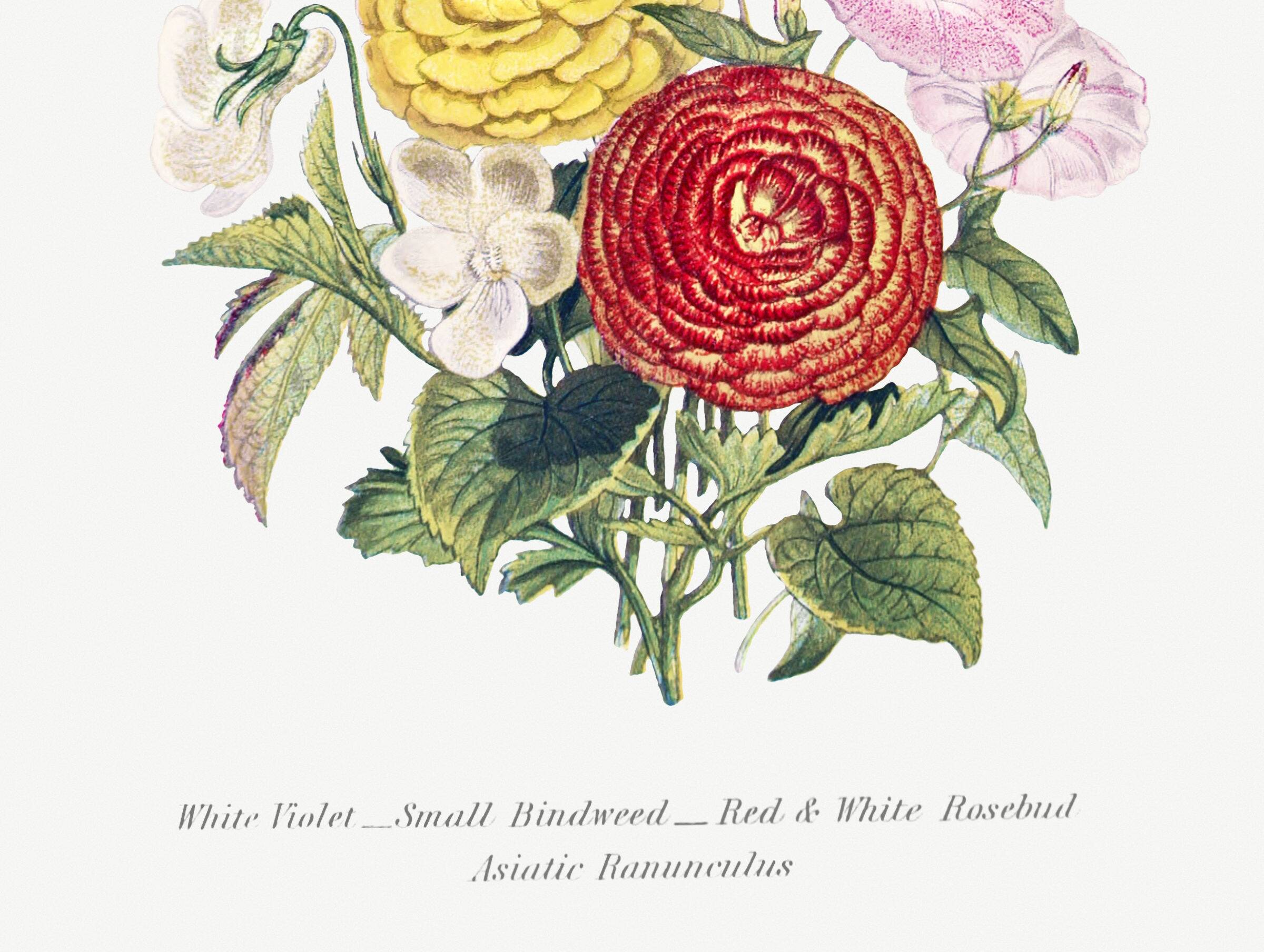 Poster about “Asian Buttercup and Garden Flowers”