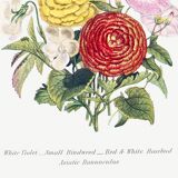 Poster about “Asian Buttercup and Garden Flowers”