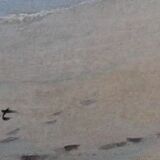 Françoise Salvat - The Beach