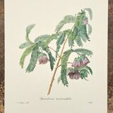 Spaendoncea tamarandifolia