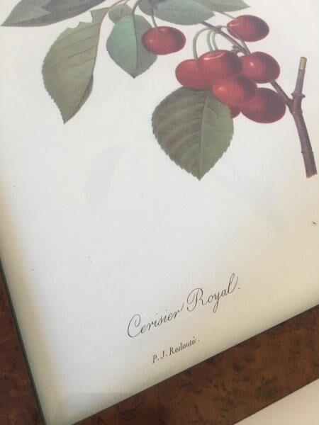 Affiche botanique années 70 Redouté Cerisier