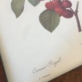 Botanical poster 70s Redouté Cherry tree