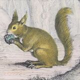 Original zoological board "rat - squirrel - field mouse - mouse" buffon 1838