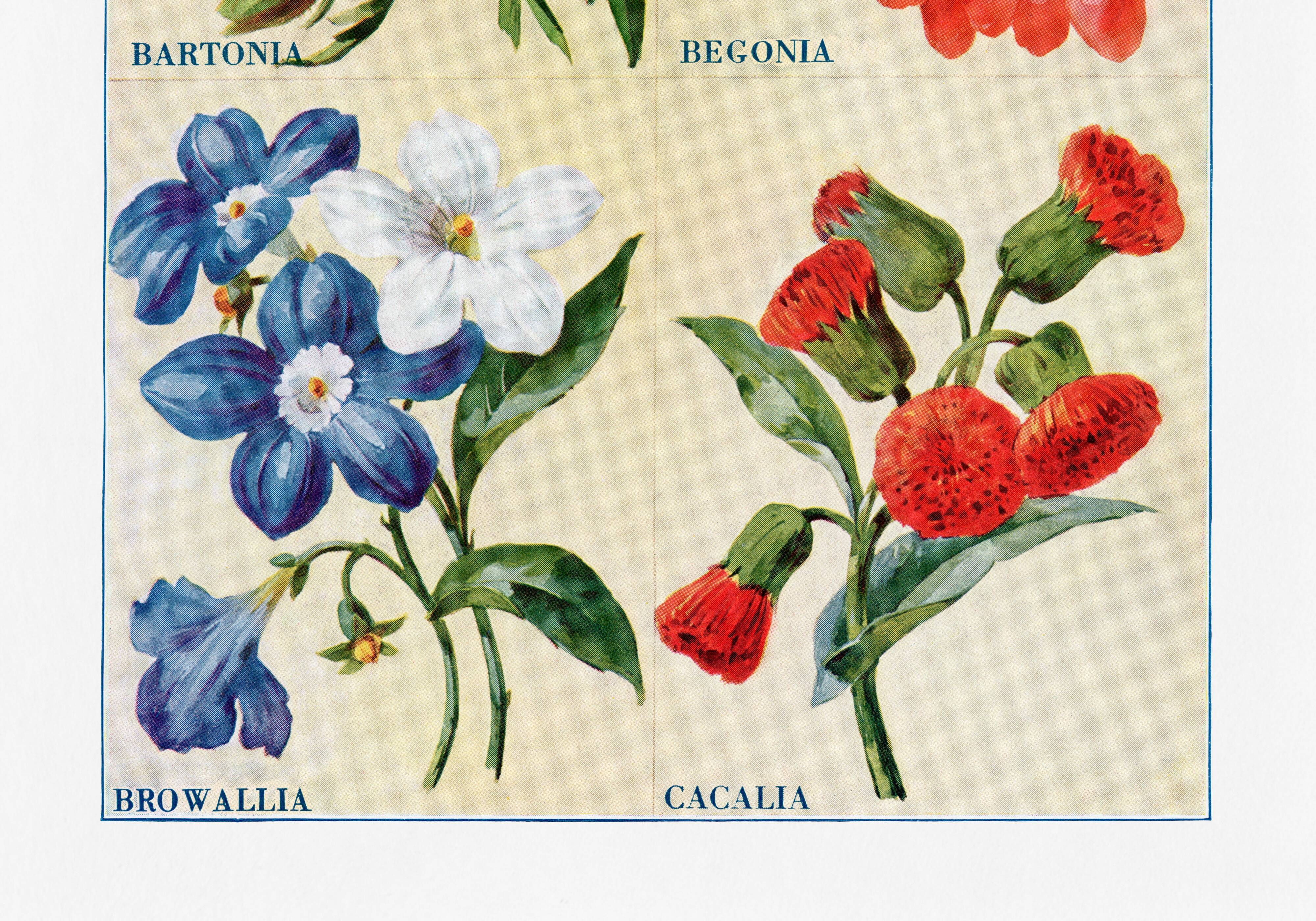 Affiche sur la bartonie, le bégonia, la browallie et la cacalie