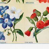 Affiche sur la bartonie, le bégonia, la browallie et la cacalie