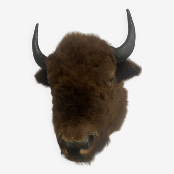 Tête de bison, naturalisé