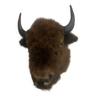 Tête de bison, naturalisé