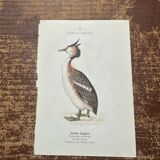 Old botanical plate naturalist engraving birds