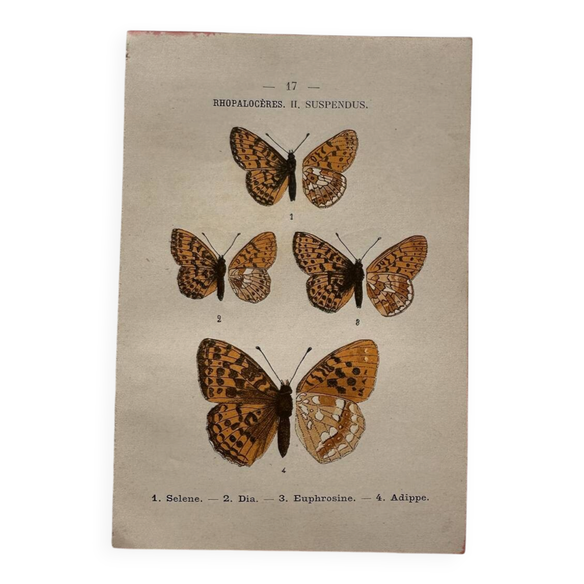 Planche Botanique 1800 Gravure naturaliste ancienne 19eme recto verso