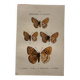 Planche Botanique 1800 Gravure naturaliste ancienne 19eme recto verso