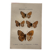 Botanical Plate 1800 Old naturalist engraving 19th century double-sided