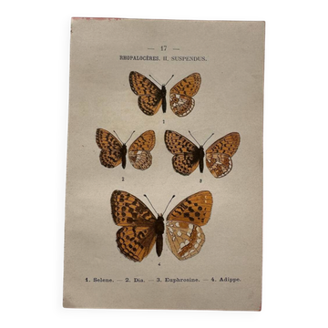 Botanical Plate 1800 Old naturalist engraving 19th century double-sided