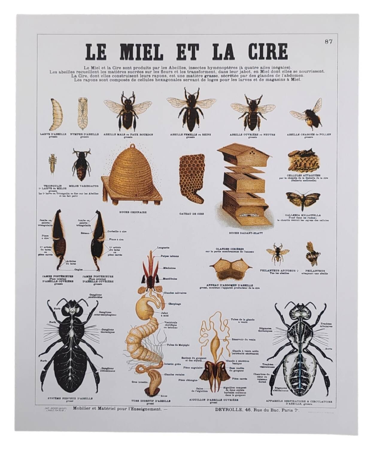 Deyrolle educational poster, Honey and wax.