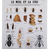 Deyrolle educational poster, Honey and wax.