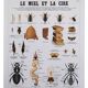 Deyrolle educational poster, Honey and wax.