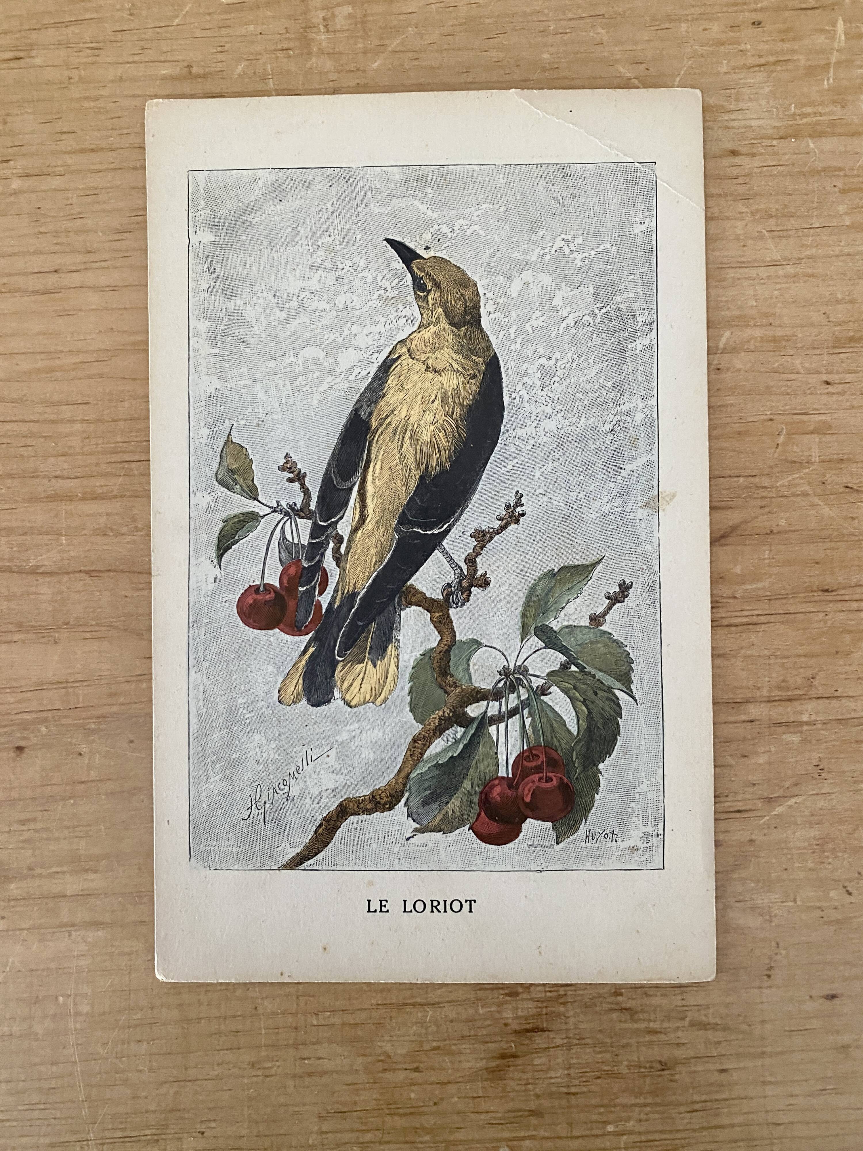ancienne gravure d'oiseau - giacomelli et huyot - le loriot -