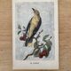 ancienne gravure d'oiseau - giacomelli et huyot - le loriot -