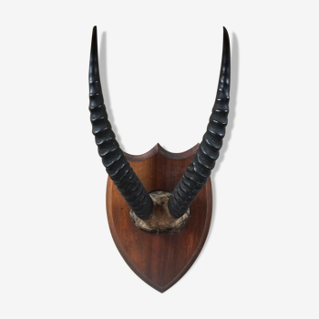 Hunting trophy