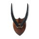 Hunting trophy