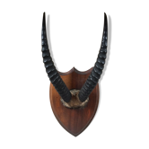 Hunting trophy