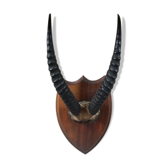 Hunting trophy