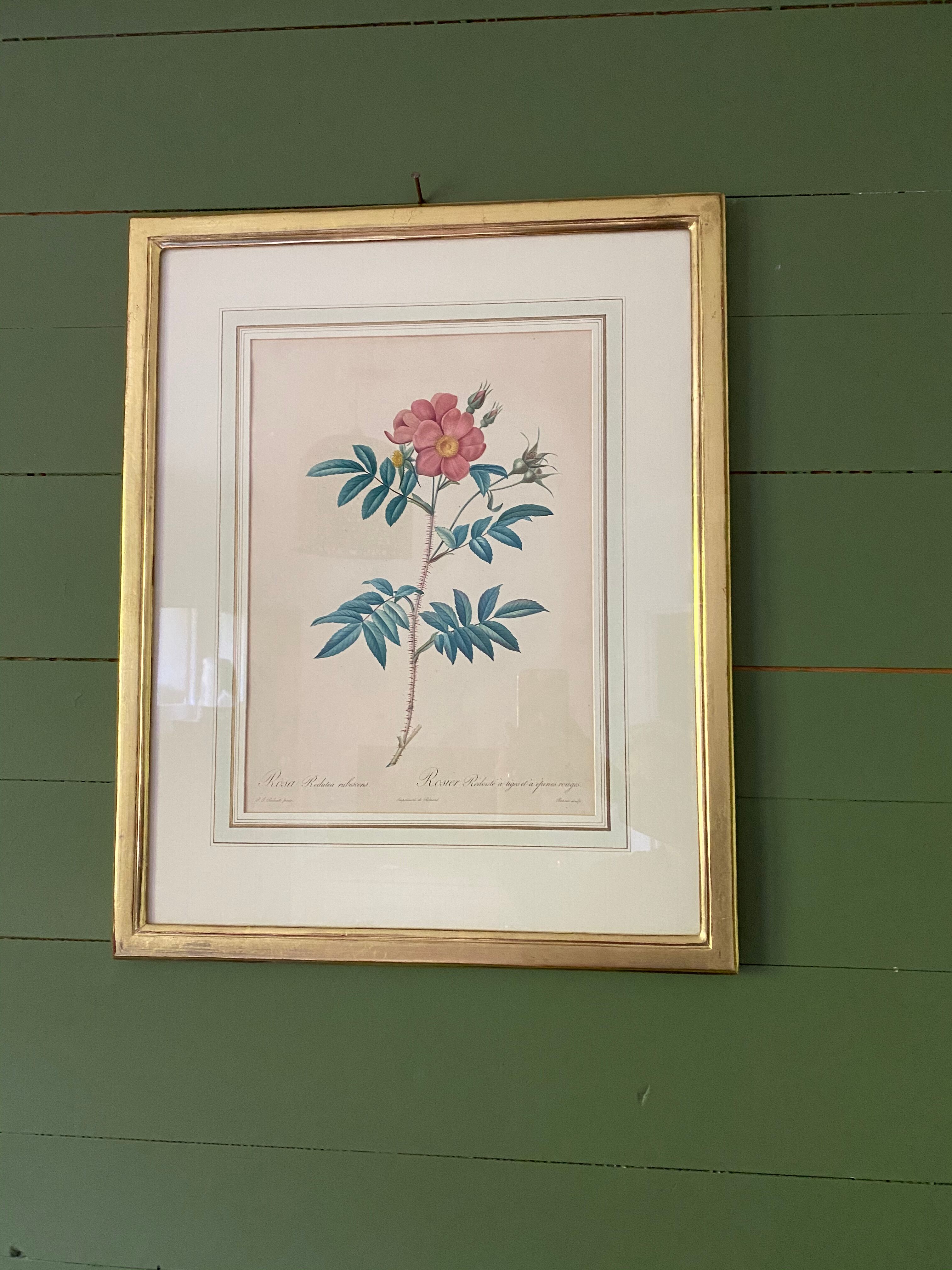 Botanical engraving framed