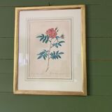 Botanical engraving framed