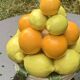 Vintage ceramic barbotine citrus fruit centrepiece
