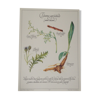 Planche botanique tisane apéritif (sans alcool)