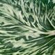 Slurry dish decoration cabbage leaf