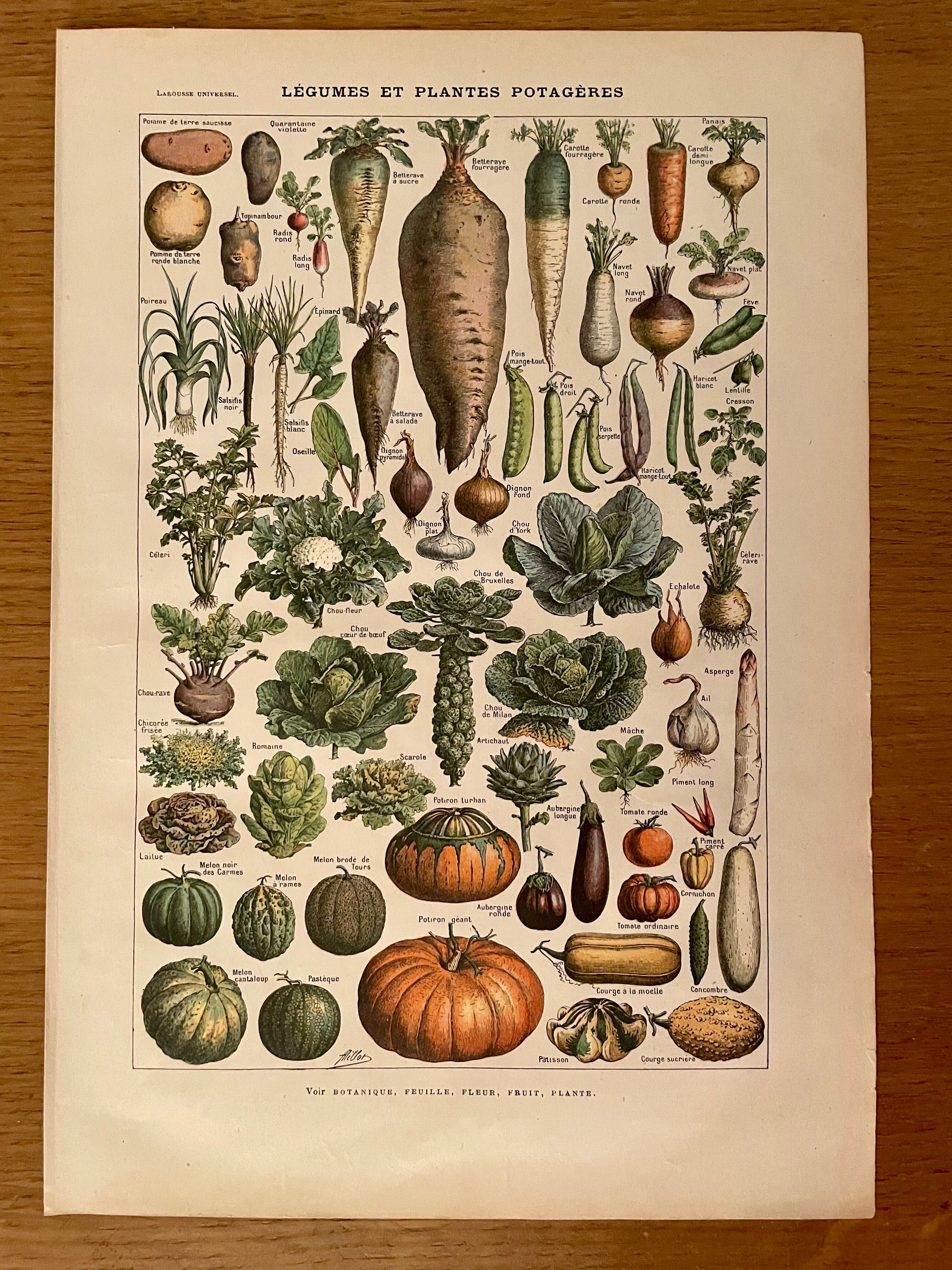 Lithographie sur les légumes et plantes potagères de 1922