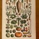Lithographie sur les légumes et plantes potagères de 1922