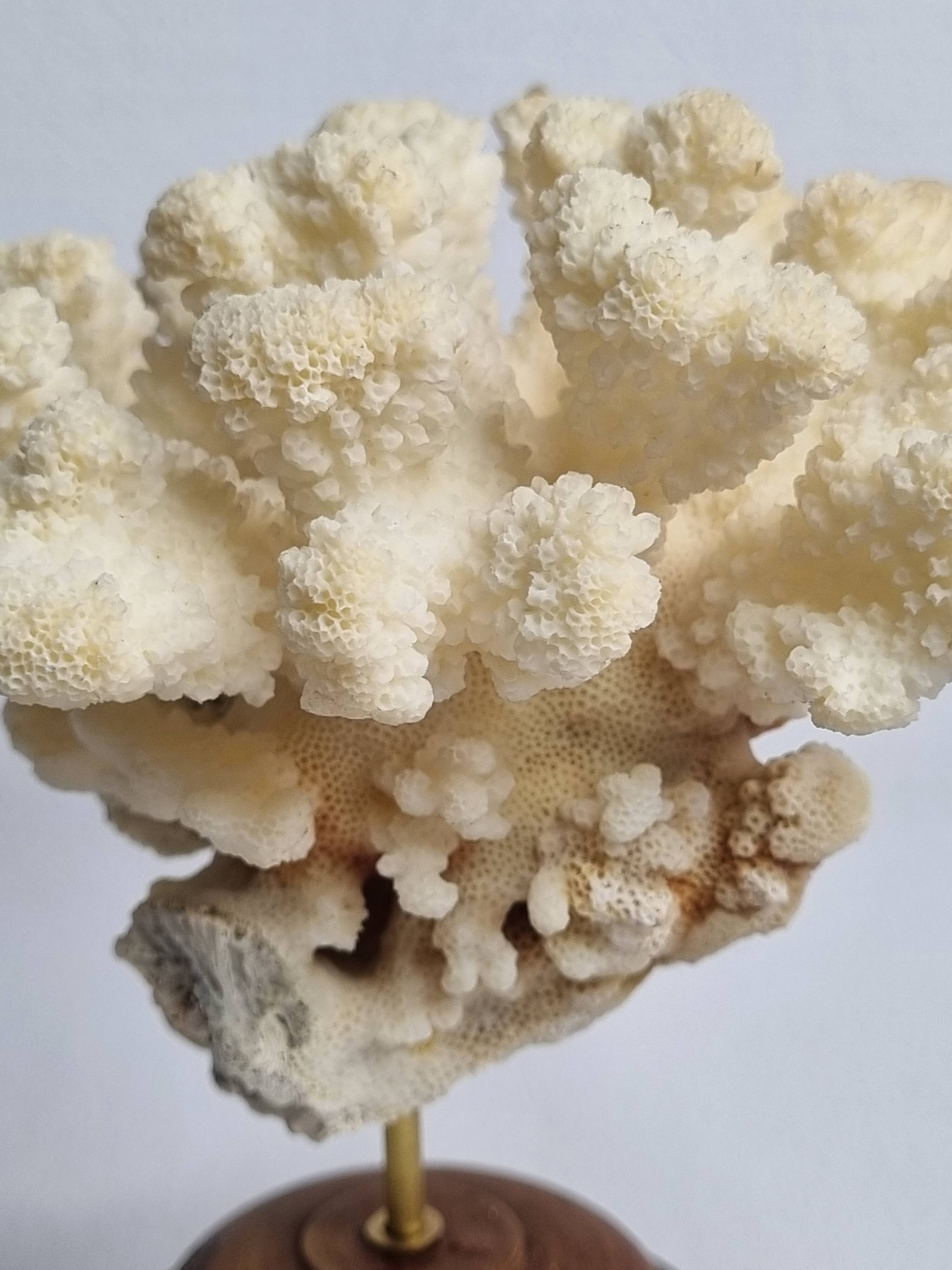 Antique natural coral mounted on turned wooden base, 17 cm