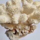 Antique natural coral mounted on turned wooden base, 17 cm