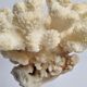 Antique natural coral mounted on turned wooden base, 17 cm