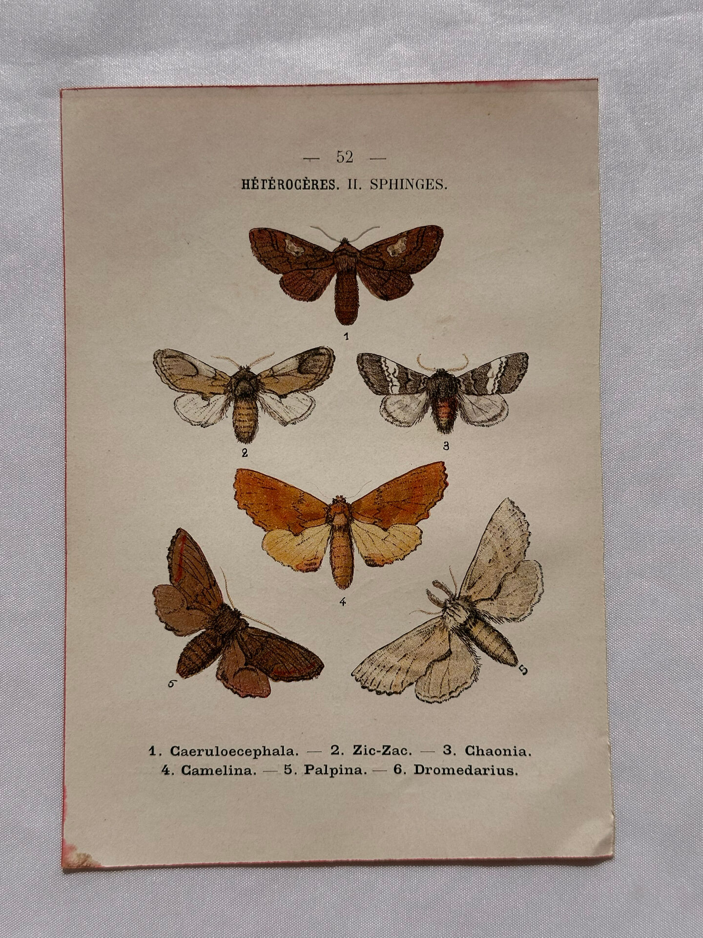 Naturalist engraving Butterfly 19th-century original botanical poster 1800