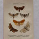 Naturalist engraving Butterfly 19th-century original botanical poster 1800