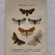 Naturalist engraving Butterfly 19th-century original botanical poster 1800