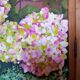 Painting on cotton canvas frame 116 cm / 73 cm