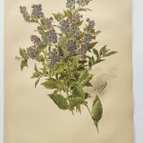 Botanical plate from 1899 - Vicia - Chromo-lithographic engraving